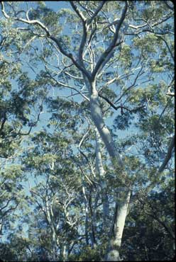 APII jpeg image of Eucalyptus saligna  © contact APII