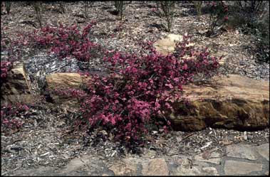 APII jpeg image of Leptospermum 'Bywong Merinda'  © contact APII