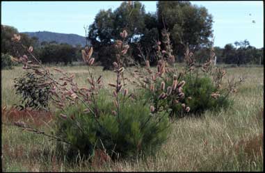 APII jpeg image of Grevillea 'Excellence'  © contact APII