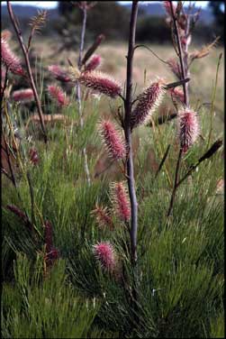 APII jpeg image of Grevillea 'Excellence'  © contact APII