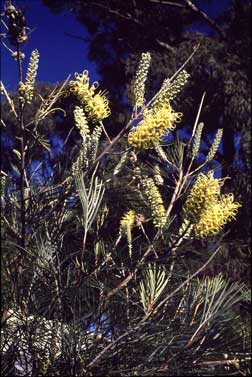 APII jpeg image of Grevillea 'Coochin Hills'  © contact APII