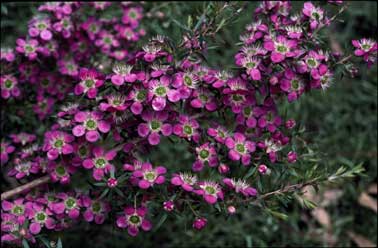 APII jpeg image of Leptospermum 'Outrageous'  © contact APII