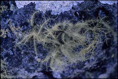 APII jpeg image of Usnea undulata  © contact APII