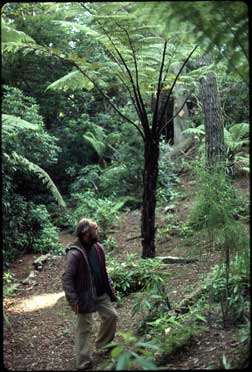 APII jpeg image of Cyathea medullaris  © contact APII