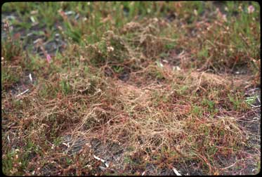 APII jpeg image of Cuscuta epithymum  © contact APII