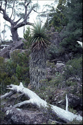 APII jpeg image of Richea pandanifolia  © contact APII