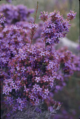 APII jpeg image of Calytrix strigosa  © contact APII