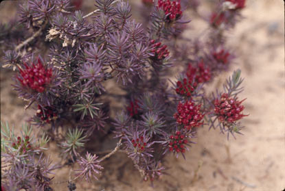 APII jpeg image of Darwinia rhadinophylla  © contact APII