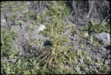 APII jpeg image of Drosera indica  © contact APII