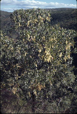 APII jpeg image of Grevillea glauca  © contact APII