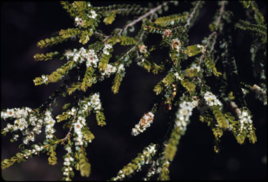 APII jpeg image of Thryptomene oligandra  © contact APII