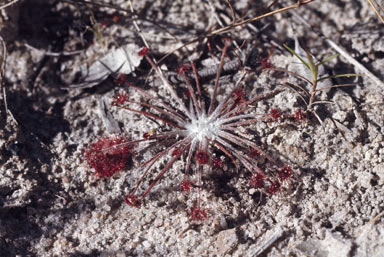 APII jpeg image of Drosera lanata  © contact APII