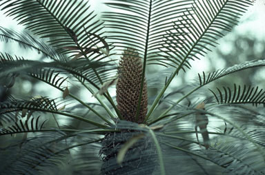 APII jpeg image of Cycas media  © contact APII