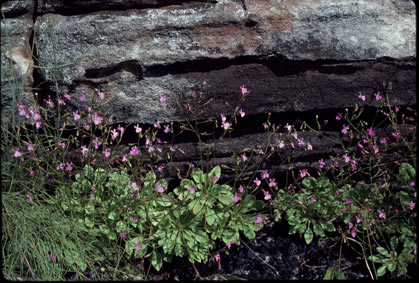 APII jpeg image of Stylidium semipartitum  © contact APII