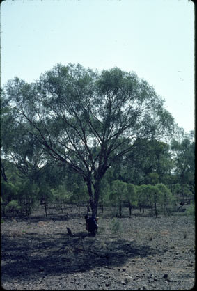 APII jpeg image of Flindersia maculosa  © contact APII