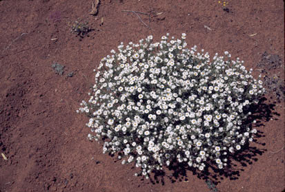 APII jpeg image of Rhodanthe floribunda  © contact APII