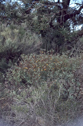 APII jpeg image of Daviesia nudiflora subsp. hirtella  © contact APII