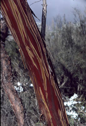 APII jpeg image of Eucalyptus crucis  © contact APII