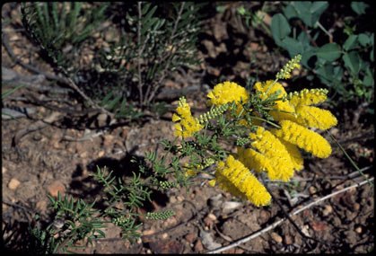 APII jpeg image of Acacia drummondii subsp. affinis  © contact APII