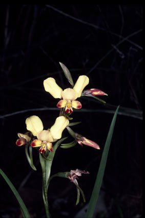 APII jpeg image of Diuris corymbosa  © contact APII