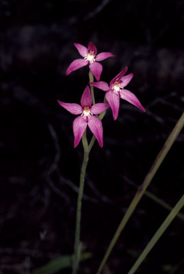 APII jpeg image of Caladenia elongata  © contact APII