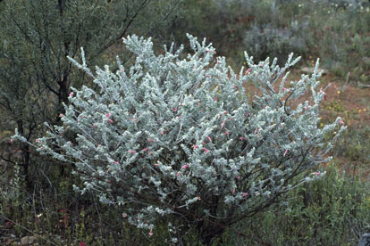 APII jpeg image of Eremophila forrestii subsp. forrestii  © contact APII