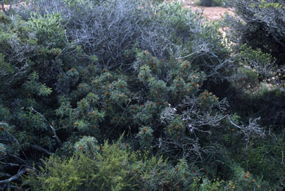 APII jpeg image of Banksia fraseri var. fraseri  © contact APII