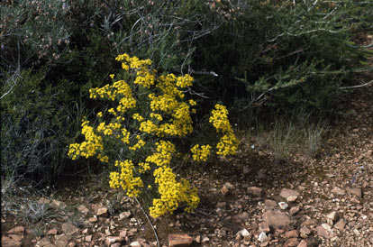 APII jpeg image of Verticordia chrysantha  © contact APII