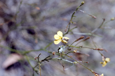 APII jpeg image of Goodenia macbarronii  © contact APII