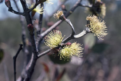 APII jpeg image of Eucalyptus desmondensis  © contact APII