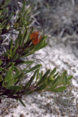 APII jpeg image of Daviesia alternifolia  © contact APII