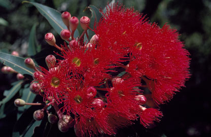 APII jpeg image of Corymbia ficifolia  © contact APII