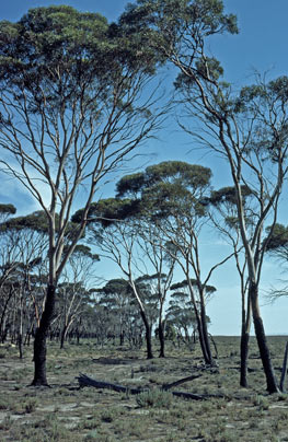 APII jpeg image of Eucalyptus kondininensis  © contact APII