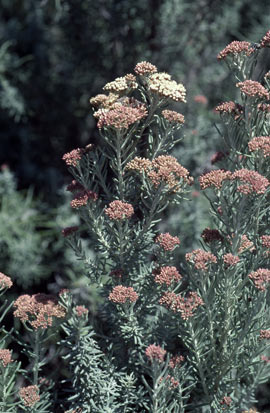 APII jpeg image of Ozothamnus rosmarinifolius 'Silver Jubilee'  © contact APII