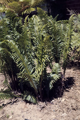 APII jpeg image of Blechnum nudum  © contact APII