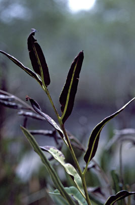 APII jpeg image of Acrostichum speciosum  © contact APII