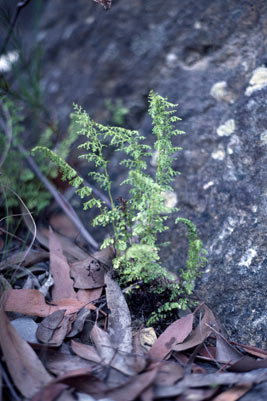 APII jpeg image of Lindsaea microphylla  © contact APII