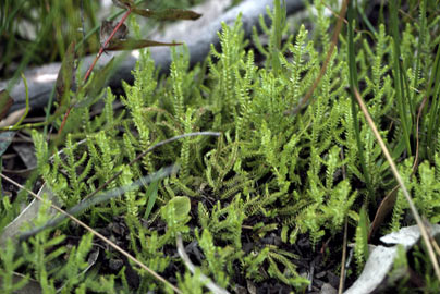 APII jpeg image of Selaginella uliginosa  © contact APII