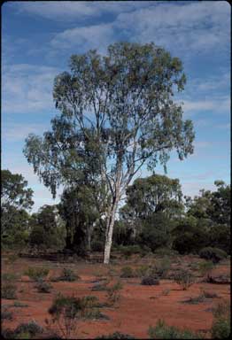 APII jpeg image of Flindersia maculosa  © contact APII