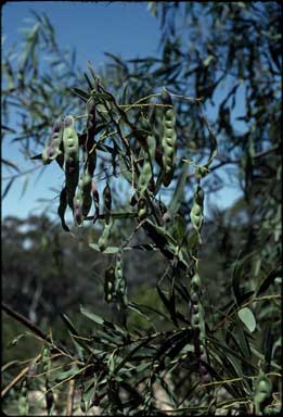 APII jpeg image of Acacia saliciformis  © contact APII