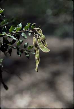 APII jpeg image of Acacia costiniana  © contact APII