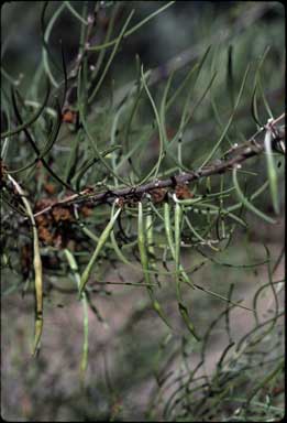 APII jpeg image of Acacia phasmoides  © contact APII