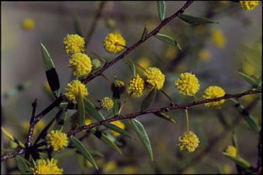 APII jpeg image of Acacia maitlandii  © contact APII