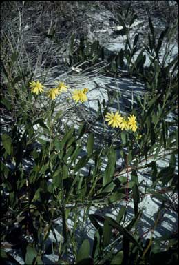 APII jpeg image of Senecio pinnatifolius var. pinnatifolius  © contact APII