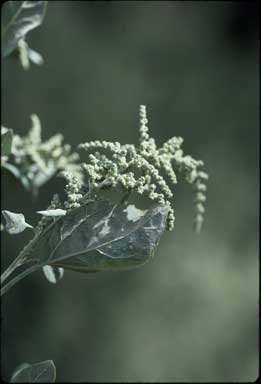 APII jpeg image of Chenopodium album  © contact APII