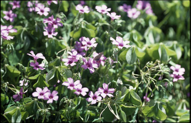 APII jpeg image of Oxalis articulata  © contact APII