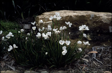 APII jpeg image of Diplarrhena latifolia  © contact APII