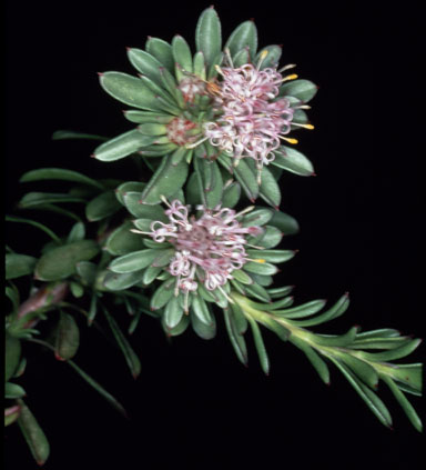 APII jpeg image of Isopogon buxifolius var. spathulatus  © contact APII