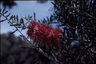 APII jpeg image of Callistemon rugulosus  © contact APII