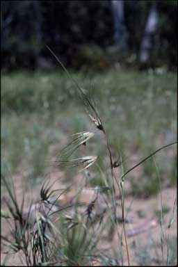 APII jpeg image of Themeda triandra  © contact APII